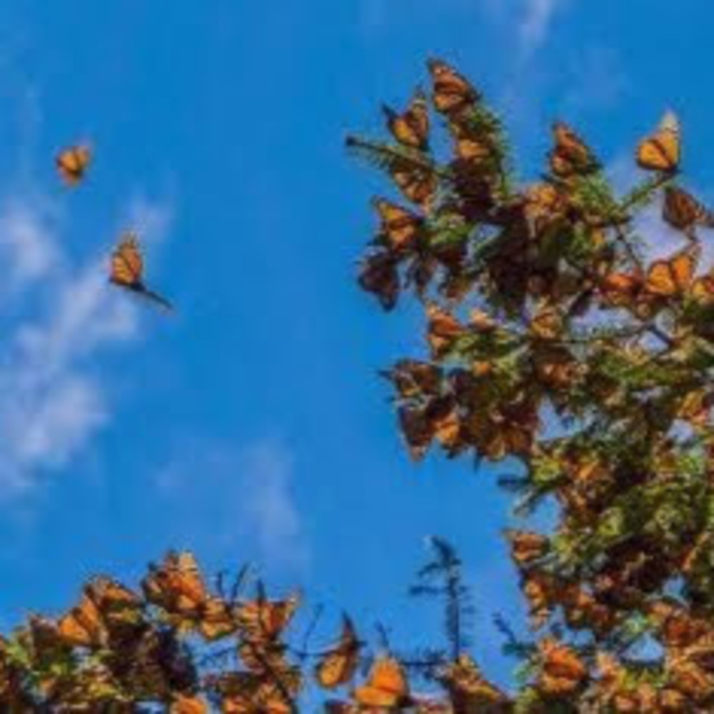 Meet your Posher, Dolores